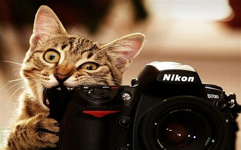 Funny cat wallpapers, funny cat gallery of photos, w funny cat backgrounds apk download latest version funny cat wallpaper my blogfunny lol 1024×768. Funny Cats Wallpapers - Wallpaper Cave
