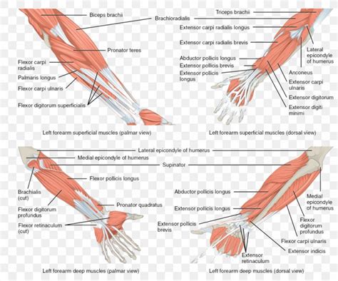 Anterior Compartment Of The Forearm Muscle Anatomy Png 1024x852px
