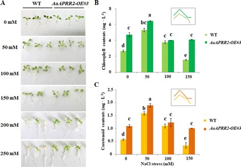 AaAPRR2 Improves The Salt Tolerance In Arabidopsis A The Phenotype