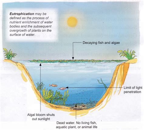 Top 144 Effects Of Water Pollution On Aquatic Plants And Animals