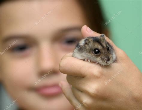 Hamster In Child — Stock Photo © Yogo 12247382