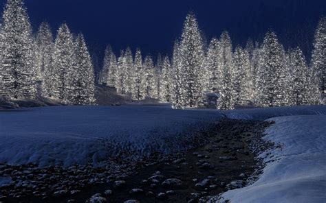 White Pine Trees Covered With Snow During Night Time Hd Wallpaper