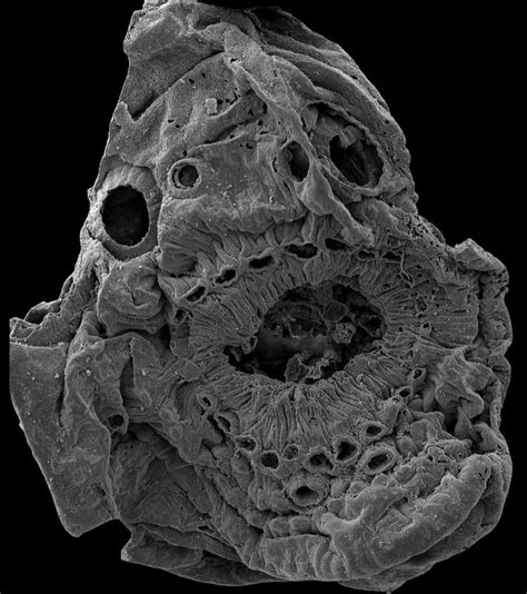 Mystery Of Half Billion Year Old Creature With No Anus Solved Bbc News
