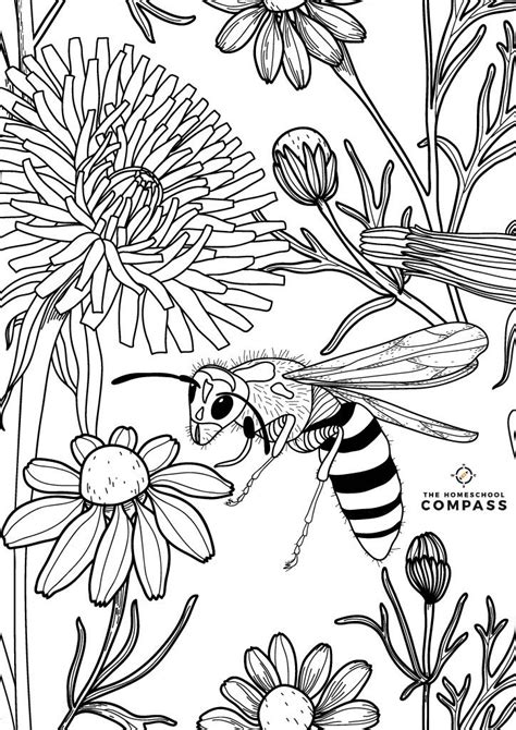 Free Printable Insect Coloring Page Homeschool Nature Study Insect