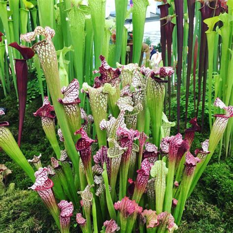 They do this because traditionally, these bog plants live in low nitrogen areas and must get nutrients in other ways. Sarracenia (Pitcher Plant or Trumpet Pitcher) Guide | Our ...