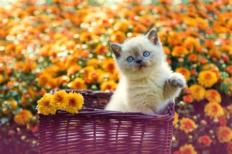Premium Photo Cute Little Kitten In Orange Daisy Flowers