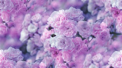 Outstanding Pink Flower Desktop Wallpaper Hd You Can Get It Free Of