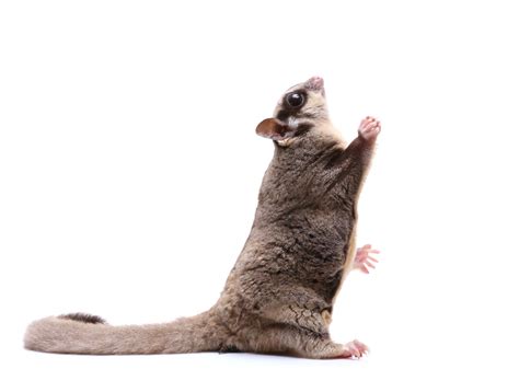 Sugar gliders are members of the petauridae family, which consists of 11 species of possums. 50 Wonderfully Enthralling Facts About the Lovely Sugar ...