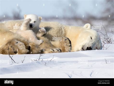 Polar Bear Cubs Playing Arctic Hi Res Stock Photography And Images Alamy