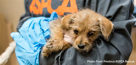 The Aspca Assists In Rescuing Animals Displaced By California Mudslides