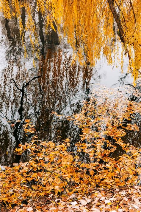 Autumn Leaves In The Water Autumn Lake In The Park Stock Photo Image