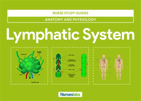 Lymphatic System Anatomy And Physiology Nurseslabs