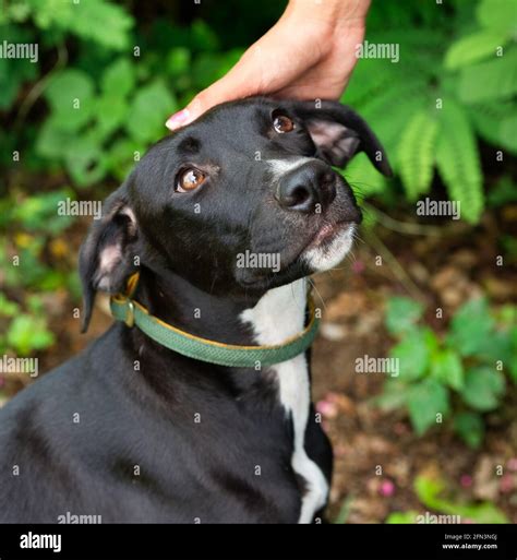 A Shy Shelter Dog Is Being Petted With Affection In Vertical Image