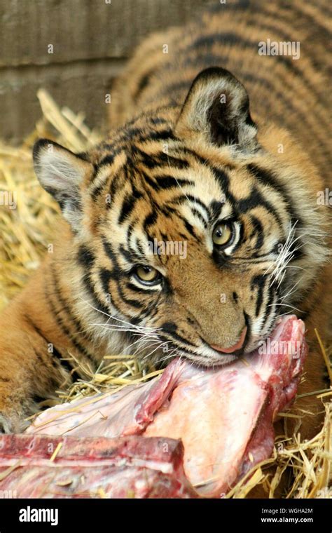 Tigre Comiendo Carne Fotos E Imágenes De Stock Alamy