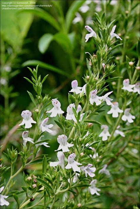 We did not find results for: PlantFiles Pictures: Creeping Winter Savory (Satureja ...