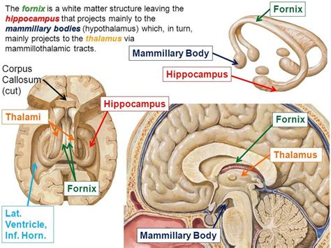 Image Result For Mammillary Body White Matter Body Anatomy