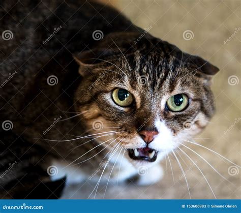 Angry Hissing Cat Stock Photos Download 440 Royalty Free Photos
