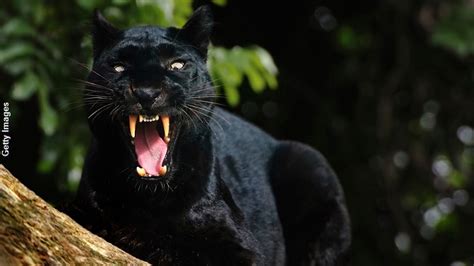 the meaning and symbolism of the word panther