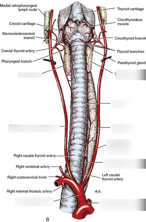Relation Of Common Carotid Arteries To Larynx And Trachea Ventral View