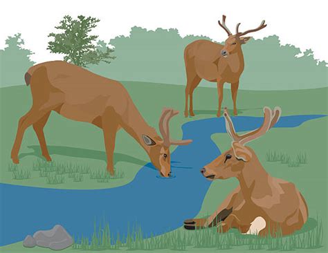 50 Deer Drinking Cartoon Illustrations Royalty Free Vector Graphics