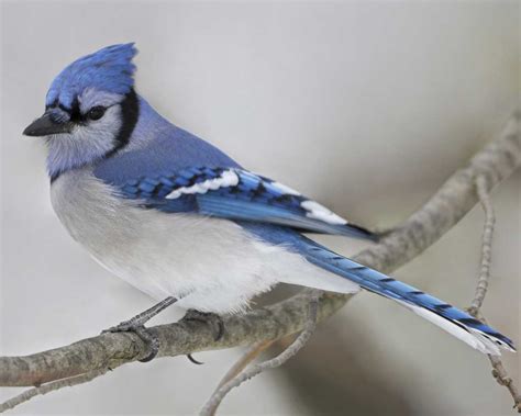 Blue Jay Wallpapers Animal Hq Blue Jay Pictures 4k Wallpapers 2019