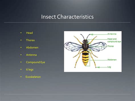 Ppt Insect Classification Powerpoint Presentation Free Download Id