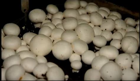White Button Mushroom Cultivation Part 2 Tutelage
