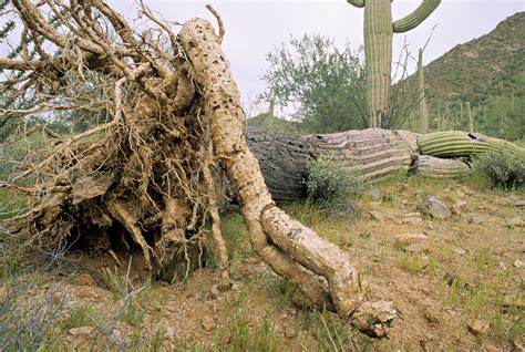 ≫ Saguaro Roots Comprar Precio Y Opinión 2023