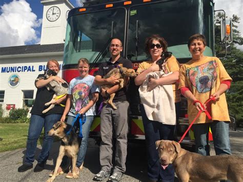 If you have any questions, please, contact me before making an order. Rescued dogs arrive in Woolwich | Wiscasset Newspaper