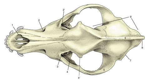 Fig 230 Dorsal View Of Canine Skull Diagram Quizlet