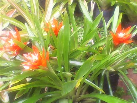 Maybe you would like to learn more about one of these? Pohon bromelia guzmania | jenis jenis bromelia | penjual ...