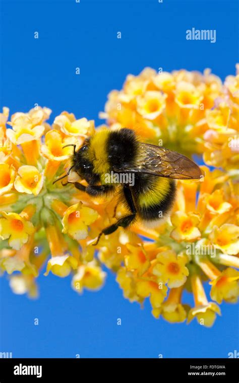 Garden Bumblebee Bombus Hortorum Adult Male Feeding On Buddleia