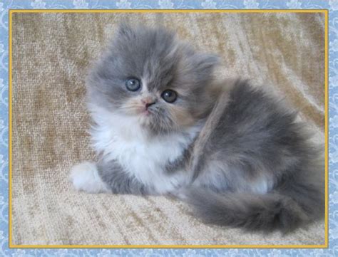 Persian kittens for sale in wisconsin. Himalayan Kittens for sale - New Jersey - Blue Point One ...