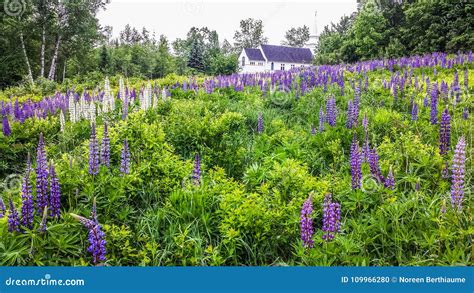 Colorful Lupines In New Hampshire Stock Photo Image Of Lupine