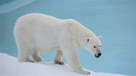 Polar Bear Facts History Useful Information And Amazing