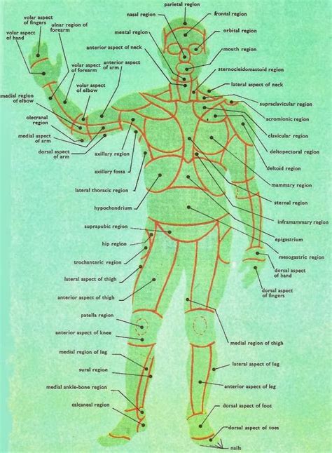 The Most Wonderful Creature Human Body Anatomy