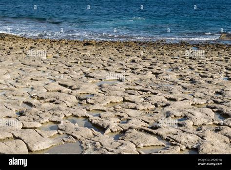 Limestone Wave Cut Platform Along Coast Of Delimara Coastal