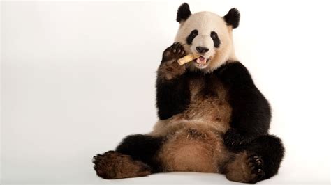 Giant Pandas Symbol Of Conservation Are No Longer Endangered
