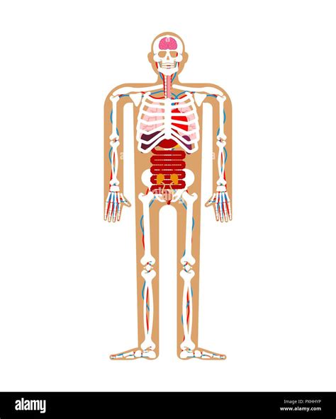Human Anatomy System Skeleton And Internal Organs Systems Of Man Body