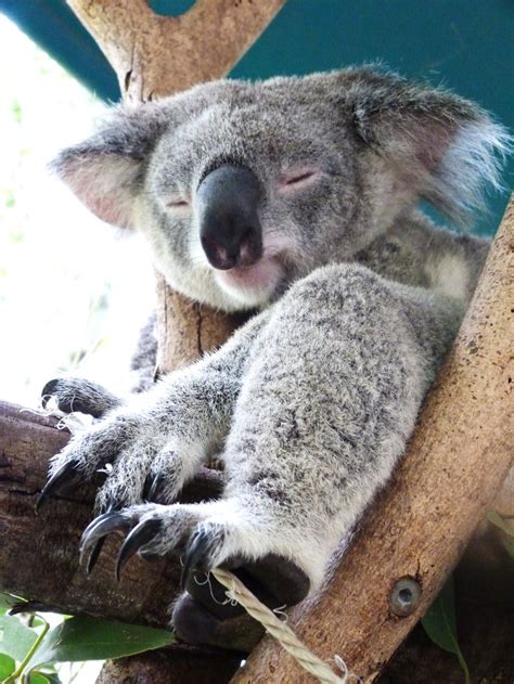 Koala Bear Australia Zoo Animaux