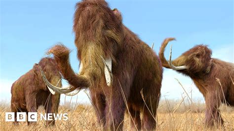 Why Did Woolly Mammoths Die Out Bbc News