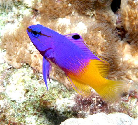 Rainbow Saltwater Fish The Hippest Pics