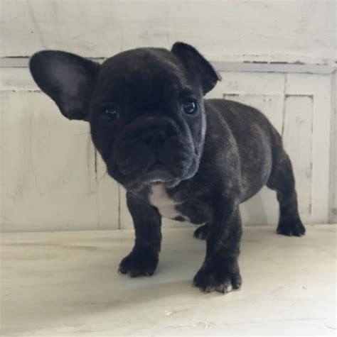 The muzzle is broad and deep the french bulldog originated in 19th century nottingham, england, where lace makers decided to make a smaller, miniature, lap version of the. Mine, French Bulldog Breeder in 73301, Texas