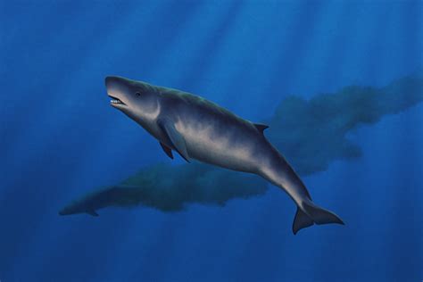 Kogiopsis Floridana Was A Physeteroid Whale That Nix Draws Stuff