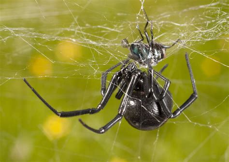 Some of the spiders hadn't eaten in two days; Feast or fancy? Black widows shake for love
