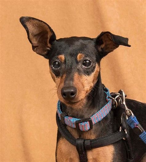 Miniature Pinscher Dog For Adoption In Davis Ca Adn 631935 On