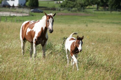 Young Paint Horse With Little Foal Moving Together Stock Image Image