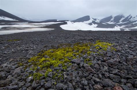 Swiss Daily German Scientist Slam Reporting Of Antarctic Moss Findings