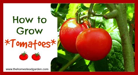 How To Grow Tomatoes The Homestead Garden The Homestead Garden