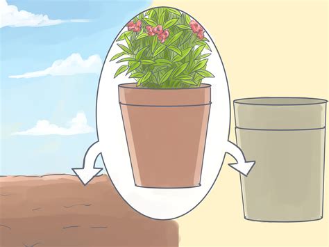How To Grow Oleanders From Cuttings 10 Steps With Pictures